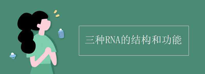 信使rna 三種RNA的結構和功能