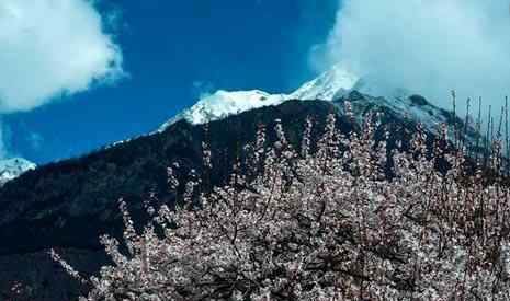 林芝桃花節(jié) 2019林芝桃花節(jié)時(shí)間 2019林芝桃花賞花攻略