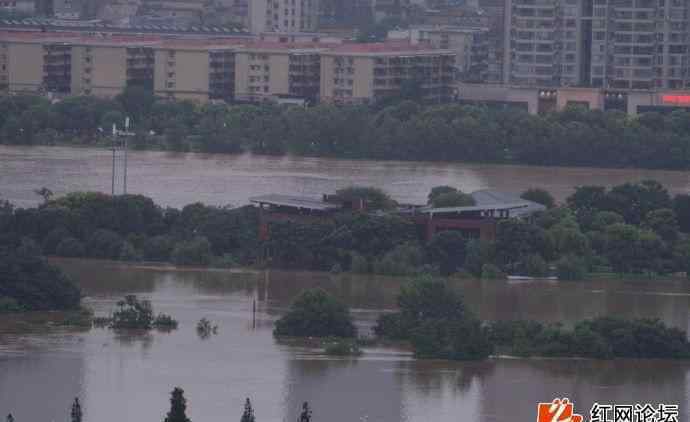 湖南暴雨現(xiàn)豬堅(jiān)強(qiáng)新聞 湖南暴雨現(xiàn)豬堅(jiān)強(qiáng)一夜爆火 "二師兄"趴石頭上躲洪水"穩(wěn)如泰山"