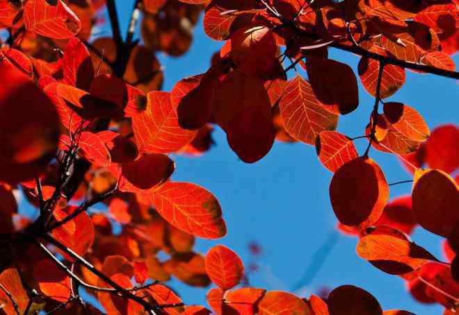 北京香山紅葉 2020國慶北京香山紅了嗎 北京香山紅葉觀賞時間及最佳位置