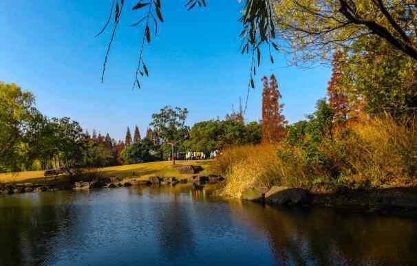 濱江森林公園 2020上海濱江森林公園門票地址交通及游玩攻略