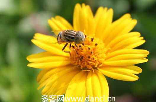 花粉過敏吃什么藥 花粉過敏宜吃的食物 花粉過敏吃什么食物好