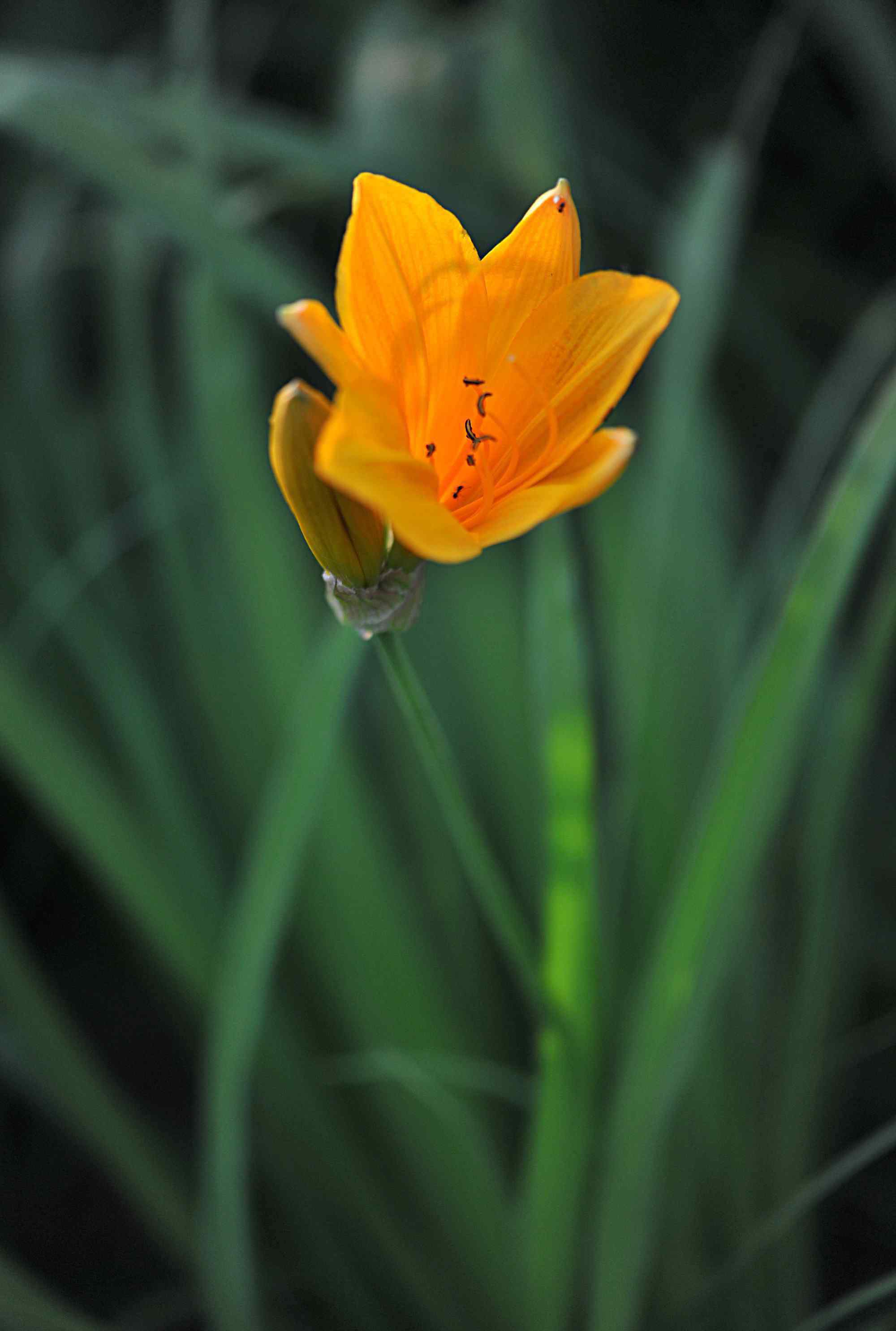 萱草花圖片 《萱草花》攝影：王延春