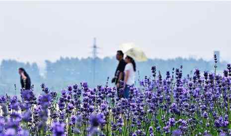 雪浪山薰衣草 2019無錫雪浪山薰衣草門票信息+花期+開放時(shí)間