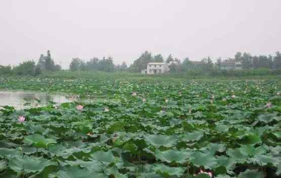 紅蓮湖 2020紅蓮湖開放時(shí)間地址交通及游玩攻略