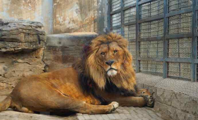 濟南動物園 2020濟南動物園門票交通及景點介紹