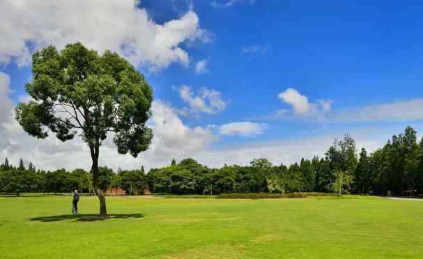 濱江森林公園 2020上海濱江森林公園門票地址交通及游玩攻略