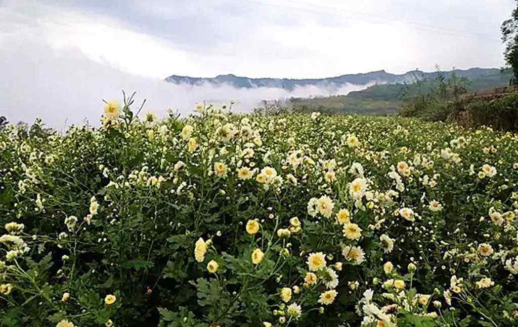 菊花航空 【簽約】新加坡，您買的60噸云陽菊花即將起航！