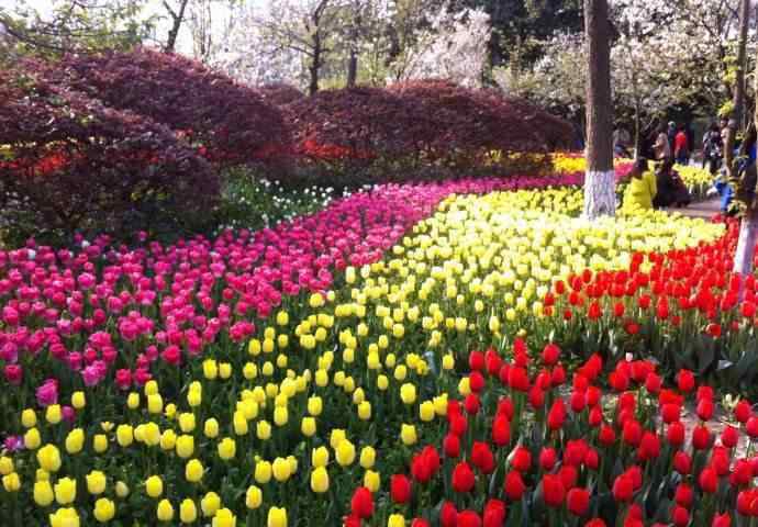 杭州市花 2019杭州賞花時(shí)間表