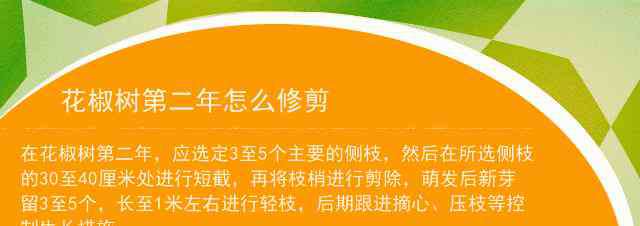 花椒樹第一年修剪圖示 花椒樹第二年怎么修剪