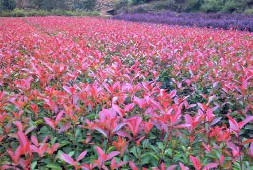 紅葉石楠小苗價格表 紅葉石楠價格表詳細明細