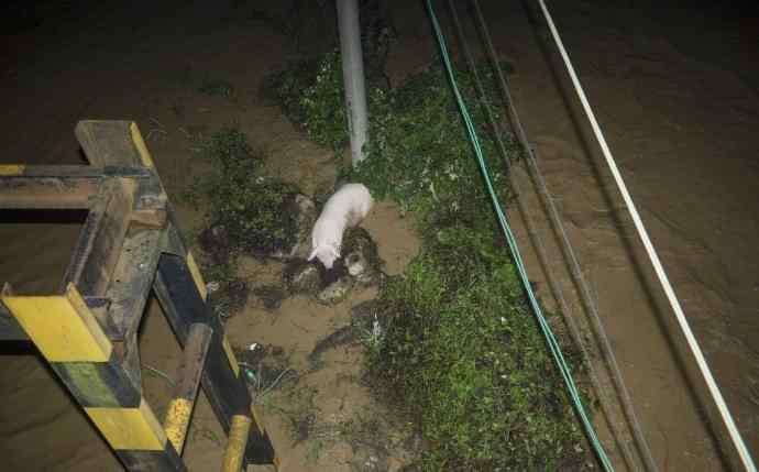 湖南暴雨現(xiàn)豬堅強新聞 湖南暴雨現(xiàn)豬堅強一夜爆火 "二師兄"趴石頭上躲洪水"穩(wěn)如泰山"