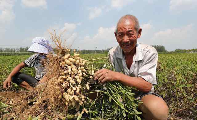 花生什么時(shí)候種植最好 花生什么時(shí)候種植？花生什么時(shí)候適宜收獲？有沒(méi)有判斷依據(jù)？