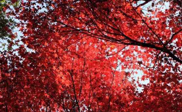 北京香山紅葉 2020國(guó)慶北京香山紅了嗎 北京香山紅葉觀賞時(shí)間及最佳位置