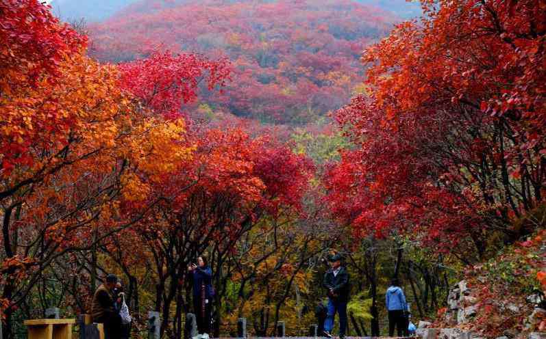 濟(jì)南紅葉谷好玩嗎 濟(jì)南紅葉谷好玩么 濟(jì)南紅葉谷值得去嗎