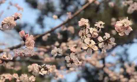 清明節(jié)北京哪里好玩 2019清明節(jié)北京哪里比較好玩