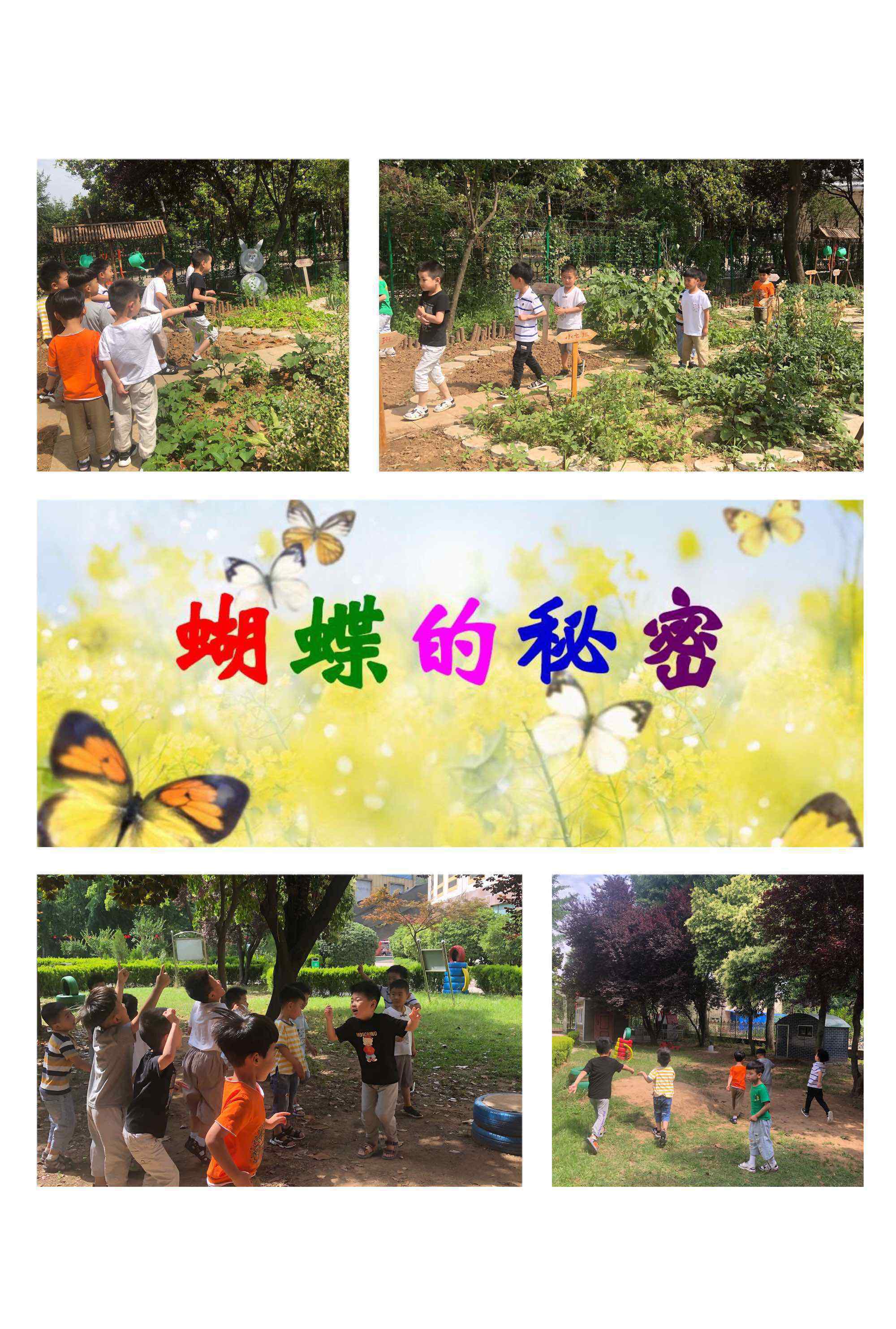 蝴蝶發(fā)現(xiàn)花蜜靠 記廣場(chǎng)幼兒園中五班班本課程活動(dòng)《蝴蝶