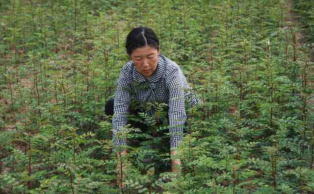 花椒樹什么時候栽最好 花椒樹的種植時間及種植技術