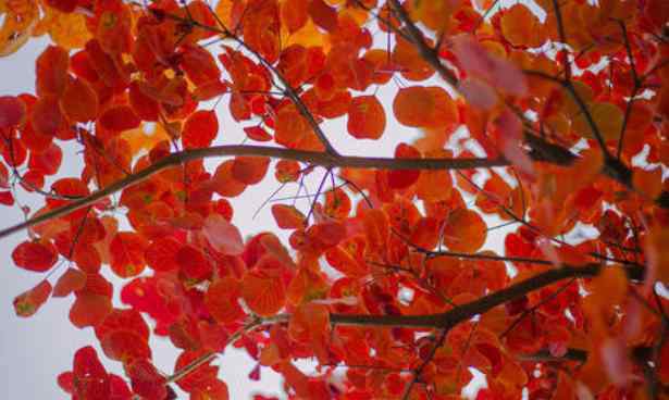 北京香山紅葉 2020國慶北京香山紅了嗎 北京香山紅葉觀賞時間及最佳位置