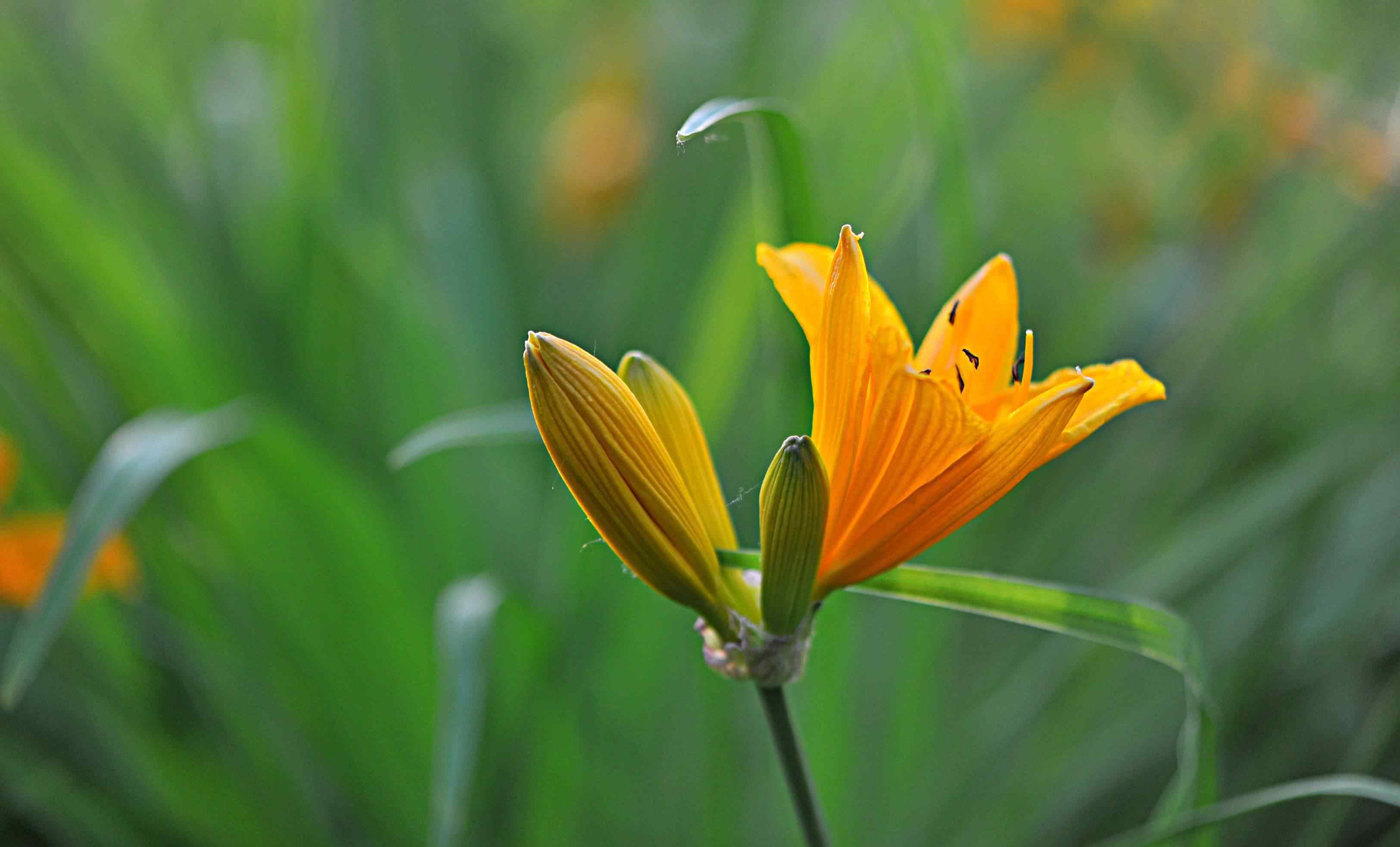 萱草花圖片 《萱草花》攝影：王延春