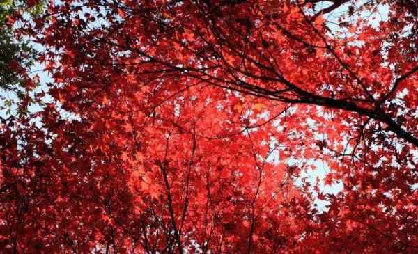 北京香山紅葉 2020國慶北京香山紅了嗎 北京香山紅葉觀賞時間及最佳位置