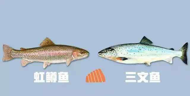 虹鱒魚對比三文魚圖 虹鱒魚到底是不是三文魚？