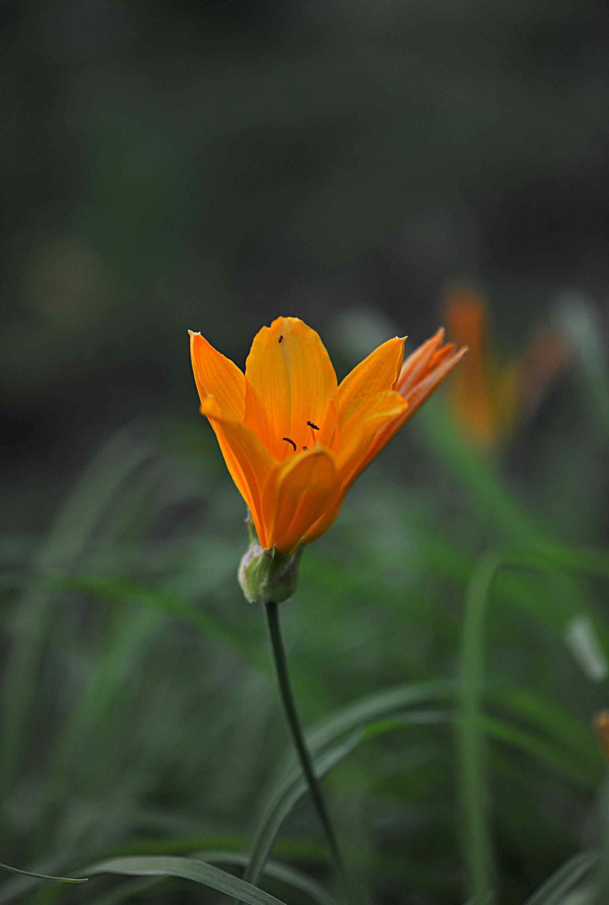 萱草花圖片 《萱草花》攝影：王延春