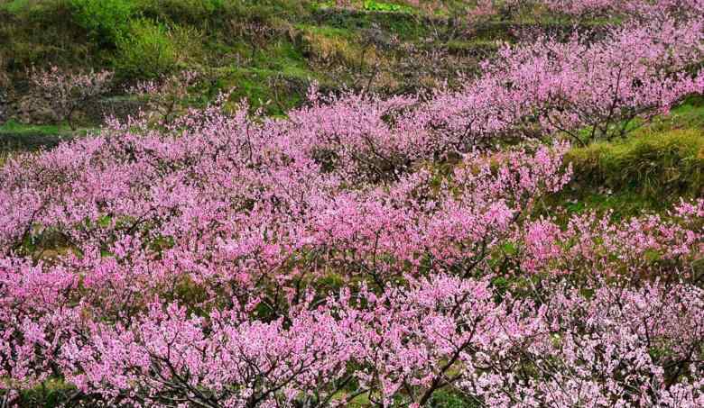 杭州市花 2019杭州賞花時(shí)間表