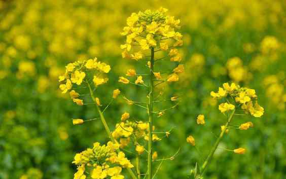 房山油菜花 2019北京房山天開花海油菜花節(jié)時間+票價+活動內容