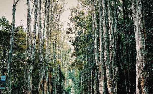 福州國家森林公園 2020福州國家森林公園旅游攻略 福州國家森林公園門票價格