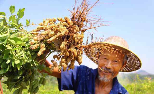 花生什么時(shí)候種植最好 花生什么時(shí)候種植？花生什么時(shí)候適宜收獲？有沒(méi)有判斷依據(jù)？