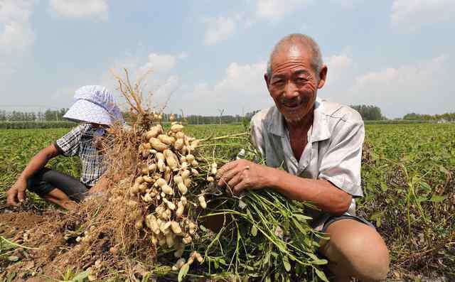 花生什么時(shí)候種植最好 花生什么時(shí)候種植？花生什么時(shí)候適宜收獲？有沒(méi)有判斷依據(jù)？