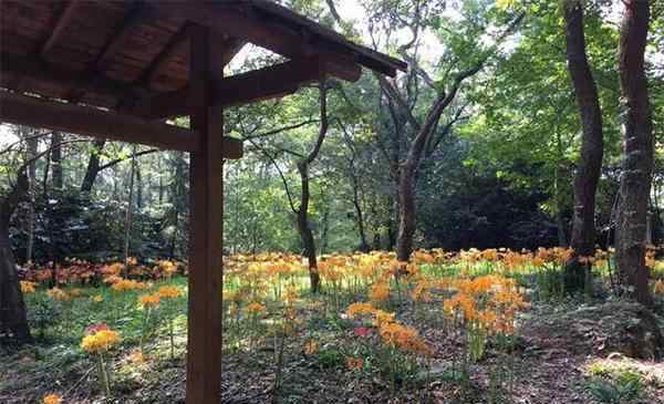 彼岸花什么時候開花 南京彼岸花什么時候開花 在哪里可以見到彼岸花