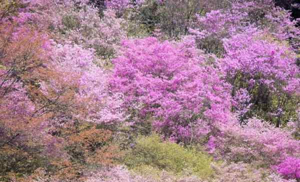 大珠山門票 2020大珠山風(fēng)景區(qū)開放時間 門票預(yù)約和優(yōu)惠政策