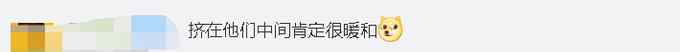 東北虎也扛不住哈爾濱的冷？航拍角度像一堆毛毛蟲？揭秘“百獸之王”如何過冬