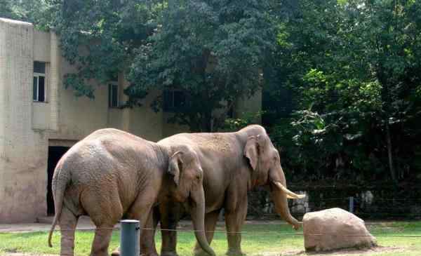 楊家坪動(dòng)物園 2020重慶動(dòng)物園門(mén)票地址開(kāi)放時(shí)間及游玩攻略