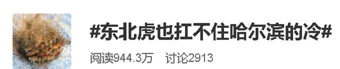 東北虎也扛不住哈爾濱的冷？航拍角度像一堆毛毛蟲？揭秘“百獸之王”如何過冬