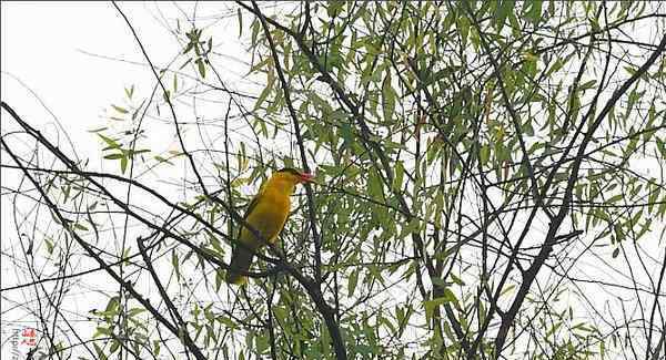 黃鸝鳥吃什么 黃鸝鳥也能人工飼養(yǎng)嗎？黃鸝鳥吃什么食物？黃鸝鳥養(yǎng)殖日常管理