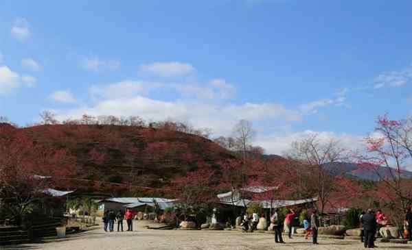 韶關(guān)櫻花峪 韶關(guān)櫻花峪有什么好玩的