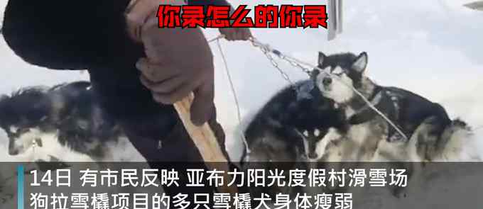 哈爾濱亞布力滑雪場被指虐待雪橇犬？工作人員否認：得拿出實質(zhì)證據(jù)