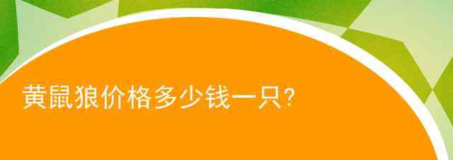 黃鼬 黃鼠狼價(jià)格多少錢一只?