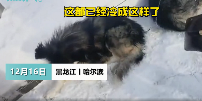 哈爾濱亞布力滑雪場被指虐待雪橇犬？工作人員否認(rèn)：得拿出實質(zhì)證據(jù)