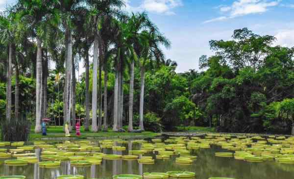 名樹園 2020中國科學(xué)院西雙版納熱帶植物園旅游攻略 中國科學(xué)院西雙版納熱帶植物園有哪些景點