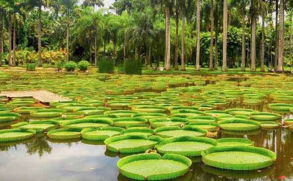 名樹園 2020中國科學(xué)院西雙版納熱帶植物園旅游攻略 中國科學(xué)院西雙版納熱帶植物園有哪些景點(diǎn)