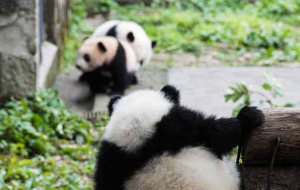 楊家坪動(dòng)物園 2020重慶動(dòng)物園門(mén)票地址開(kāi)放時(shí)間及游玩攻略