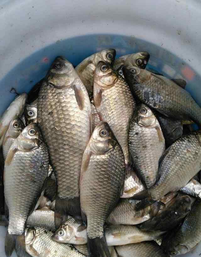 在河里釣魚(yú)用什么魚(yú)餌 黃豆做餌料，比蚯蚓還好用，整條河大鯽鯉被吸引！越冷越上鉤