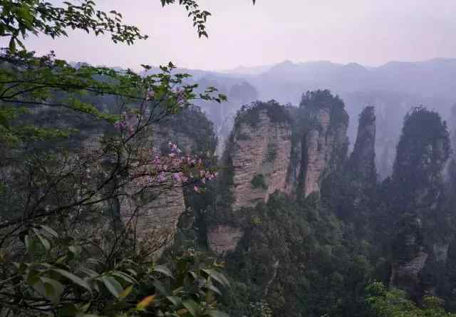 黃石寨 黃石寨，美麗的杜鵑花