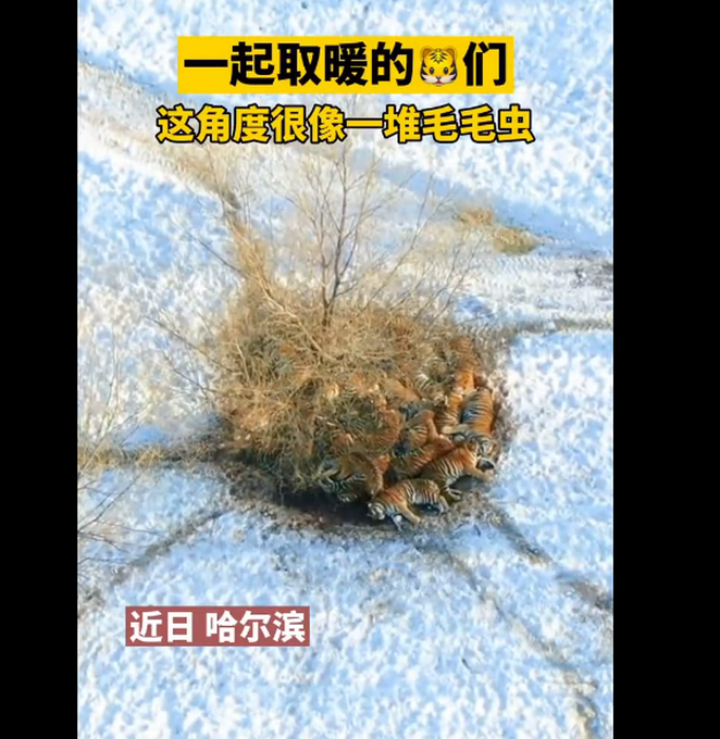 東北虎也扛不住哈爾濱的冷？航拍角度像一堆毛毛蟲？揭秘“百獸之王”如何過冬