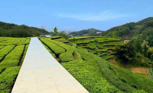 茶東公園 2020湖北烏云山茶葉公園門票 烏云山茶葉公園交通景點(diǎn)介紹