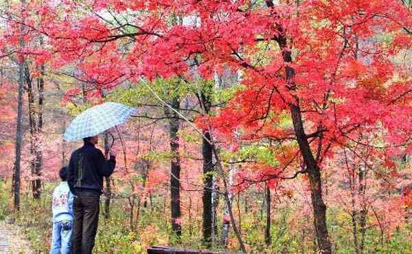 蛟河紅葉谷 蛟河紅葉谷景點(diǎn)攻略 蛟河紅葉谷怎么樣 蛟河紅葉谷好玩嗎